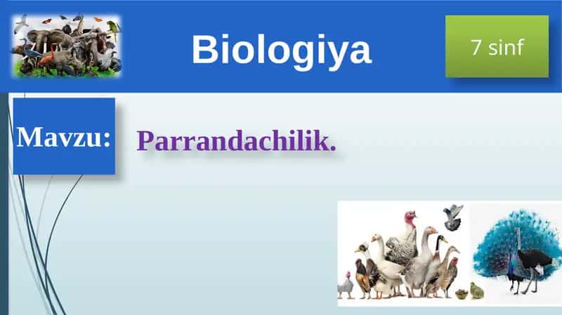 Xonaki Parrandalar 1