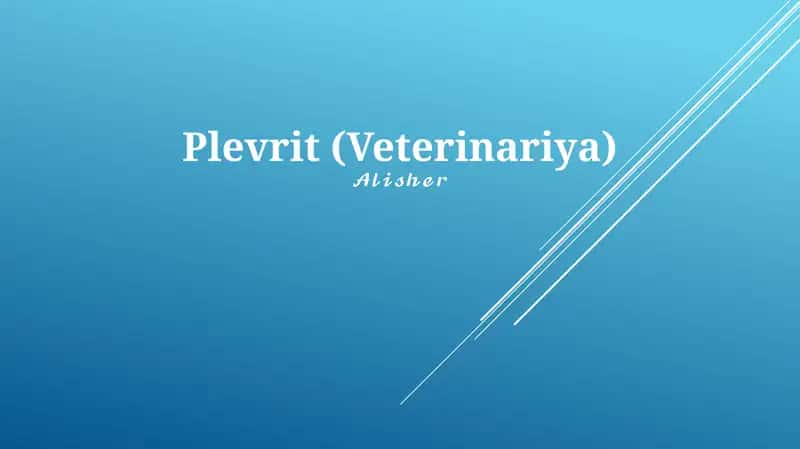 Plevrit (Veterinariya) 1