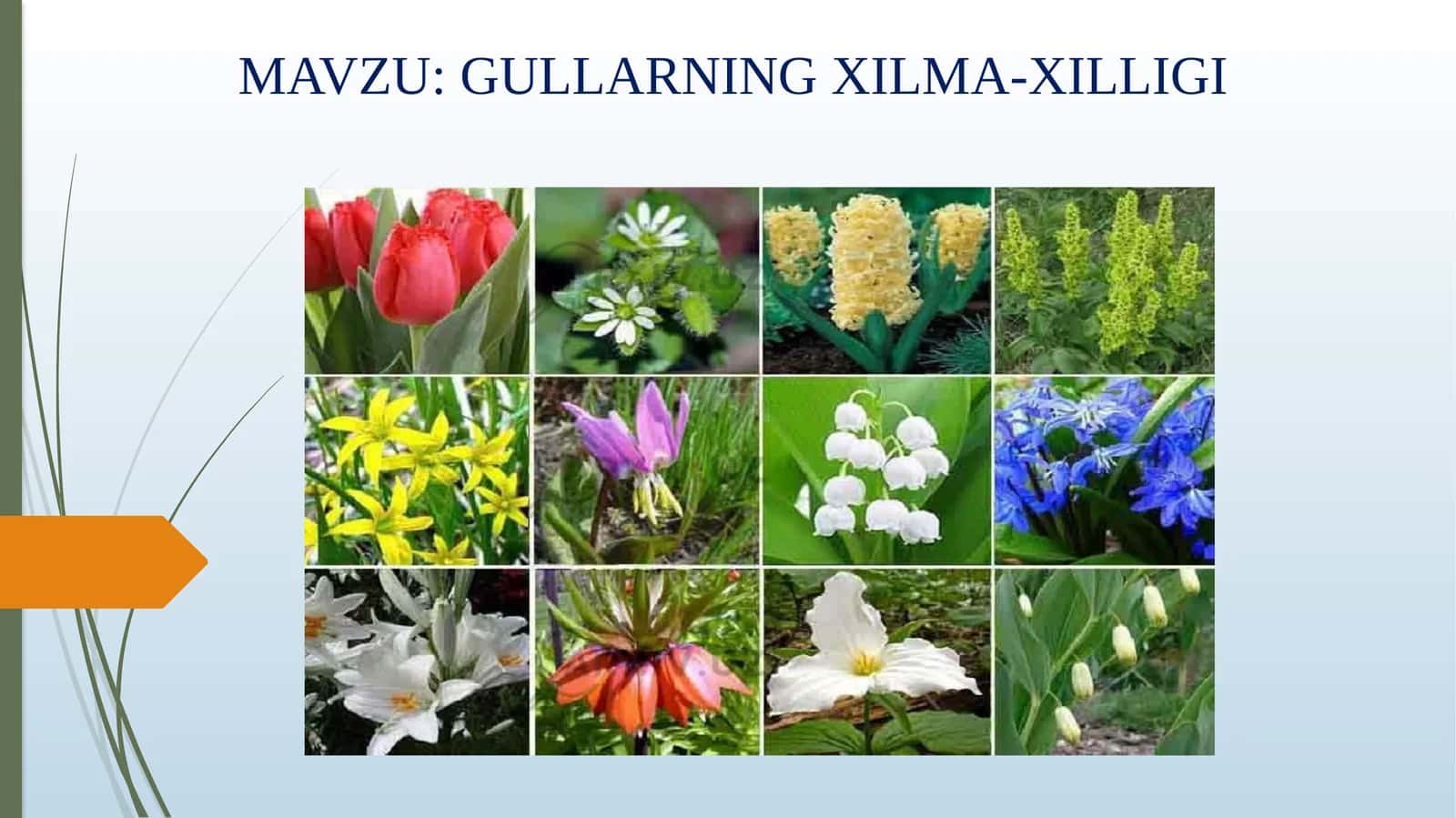 GULLARNING XILMA-XILLIGI 1