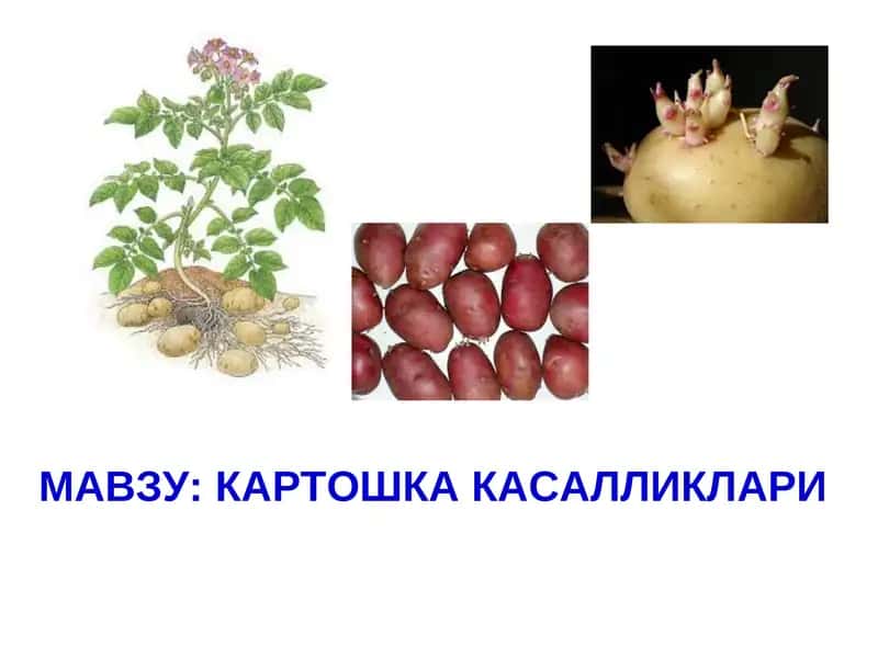 КАРТОШКА КАСАЛЛИКЛАРИ 1