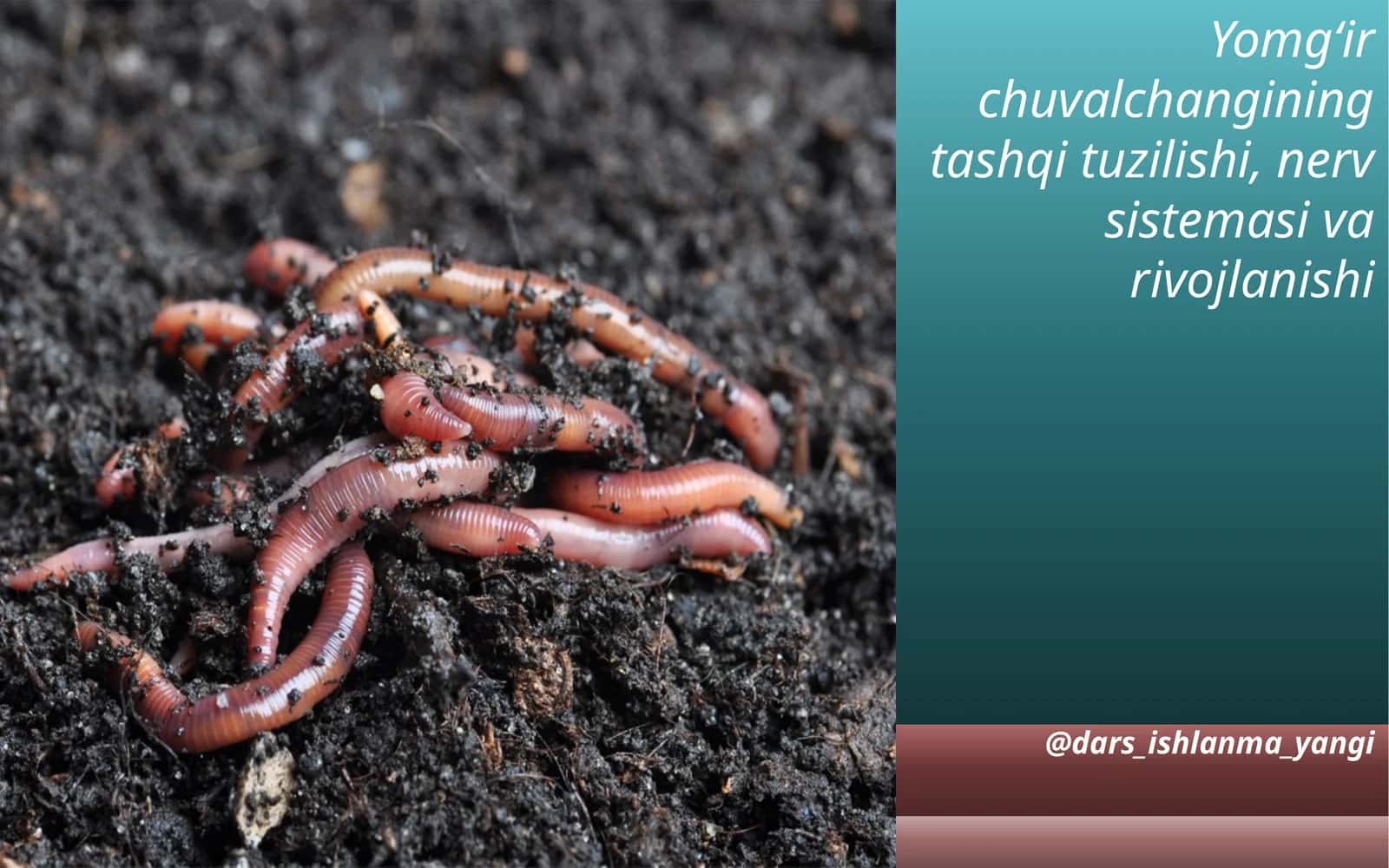 Yomg‘ir  chuvalchangining tashqi  tuzilishi 1