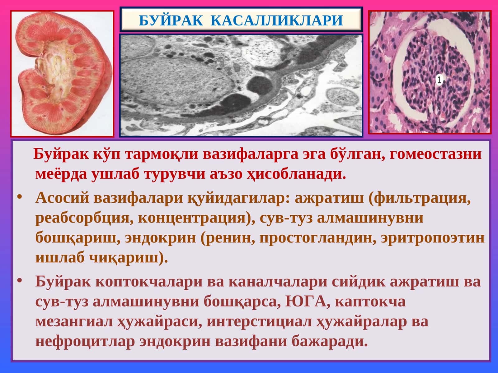 БУЙРАК КАСАЛЛИКЛАРИ 1