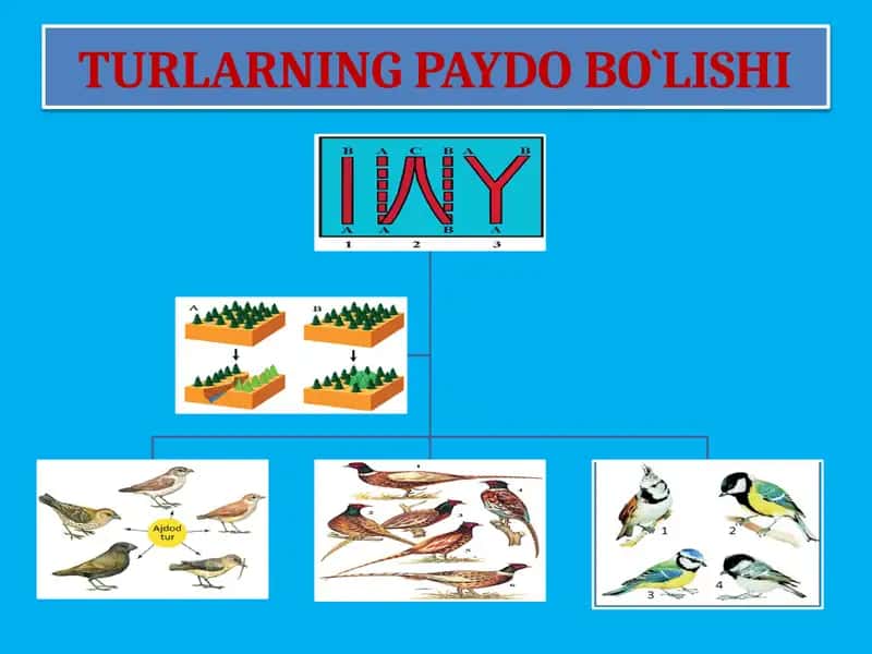 TURLARNING PAYDO BO‘LISHI 1