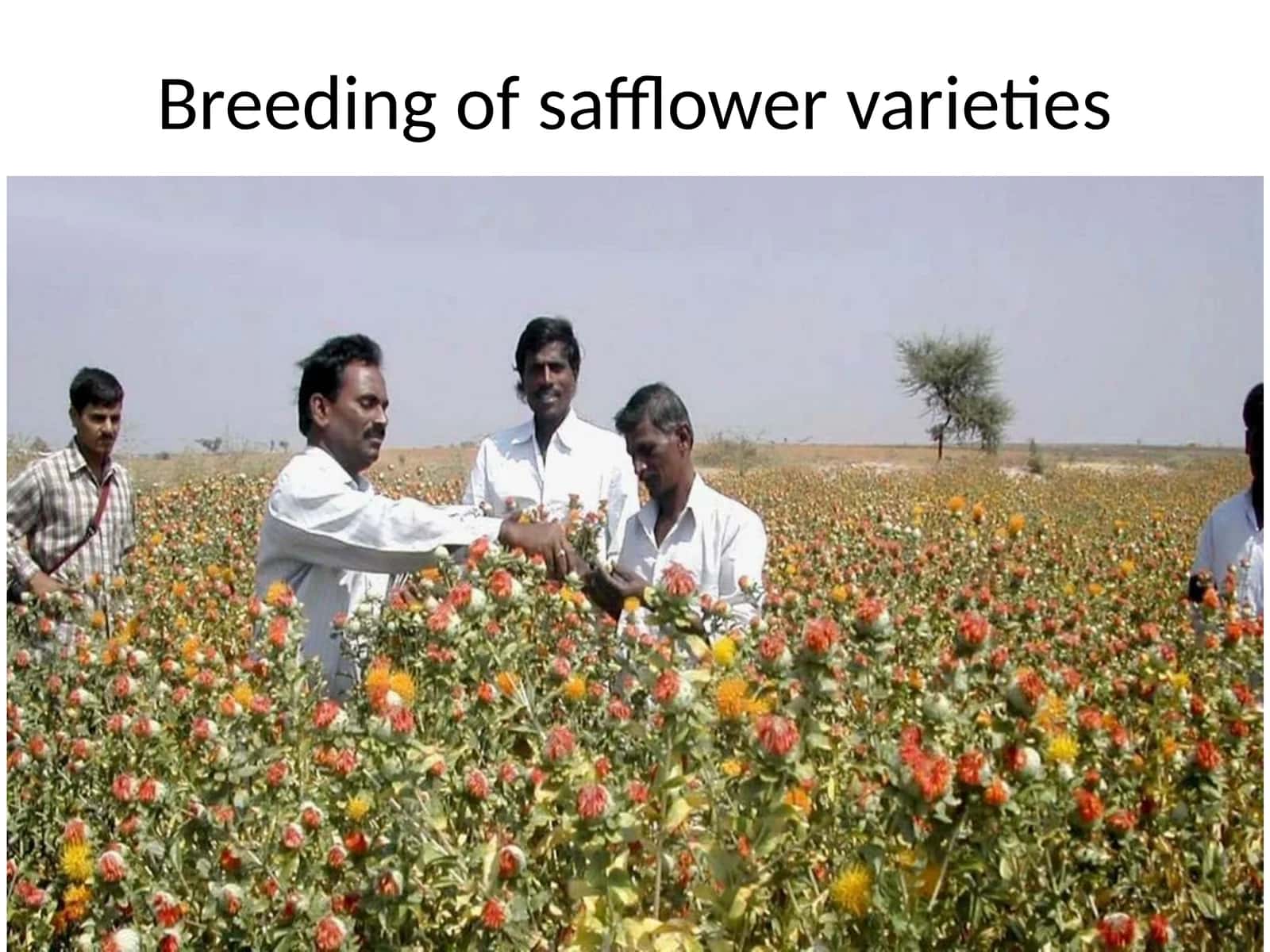 Breeding of safflower varieties 1