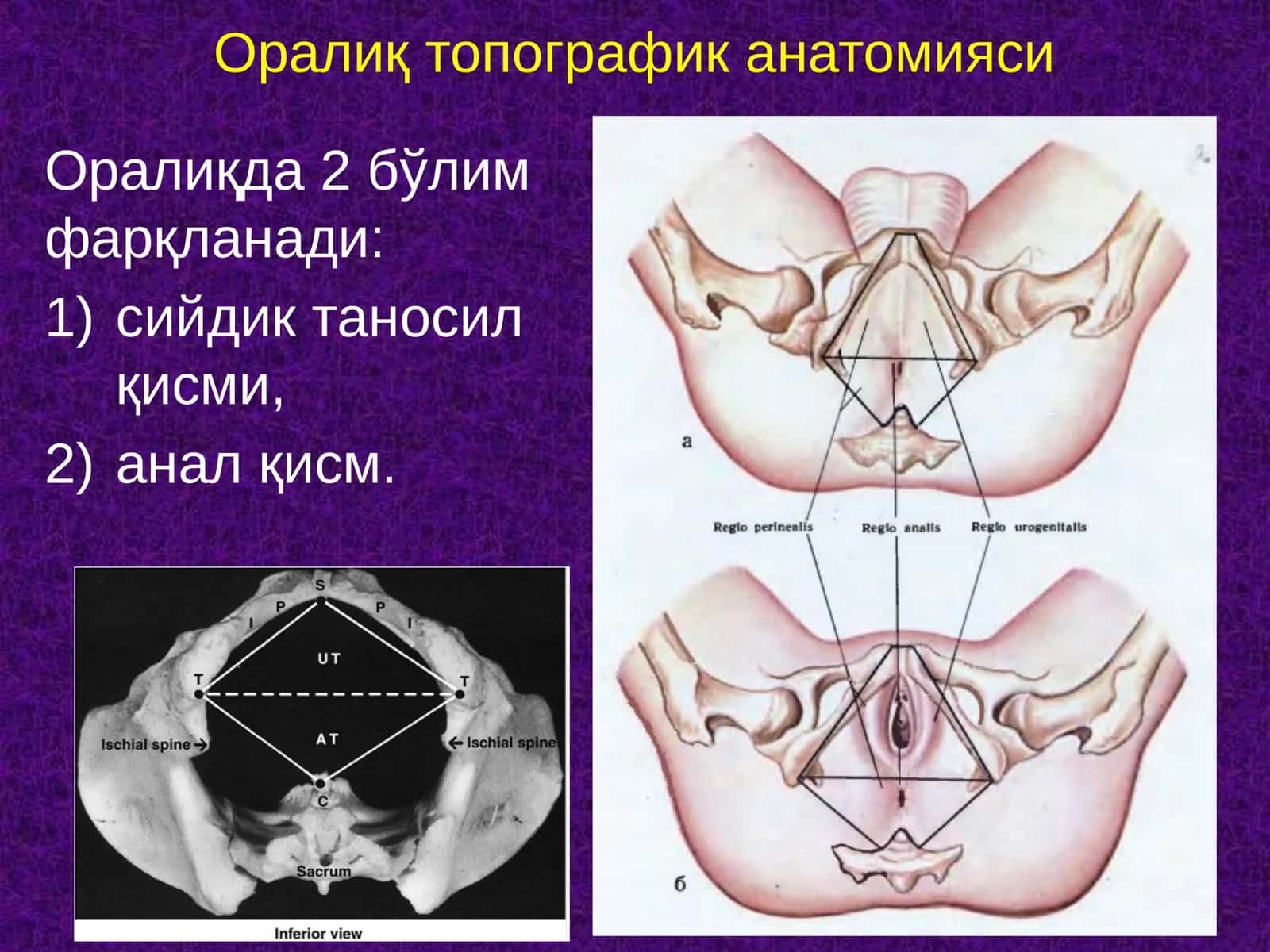 Оралиқ топографик анатомияси 1