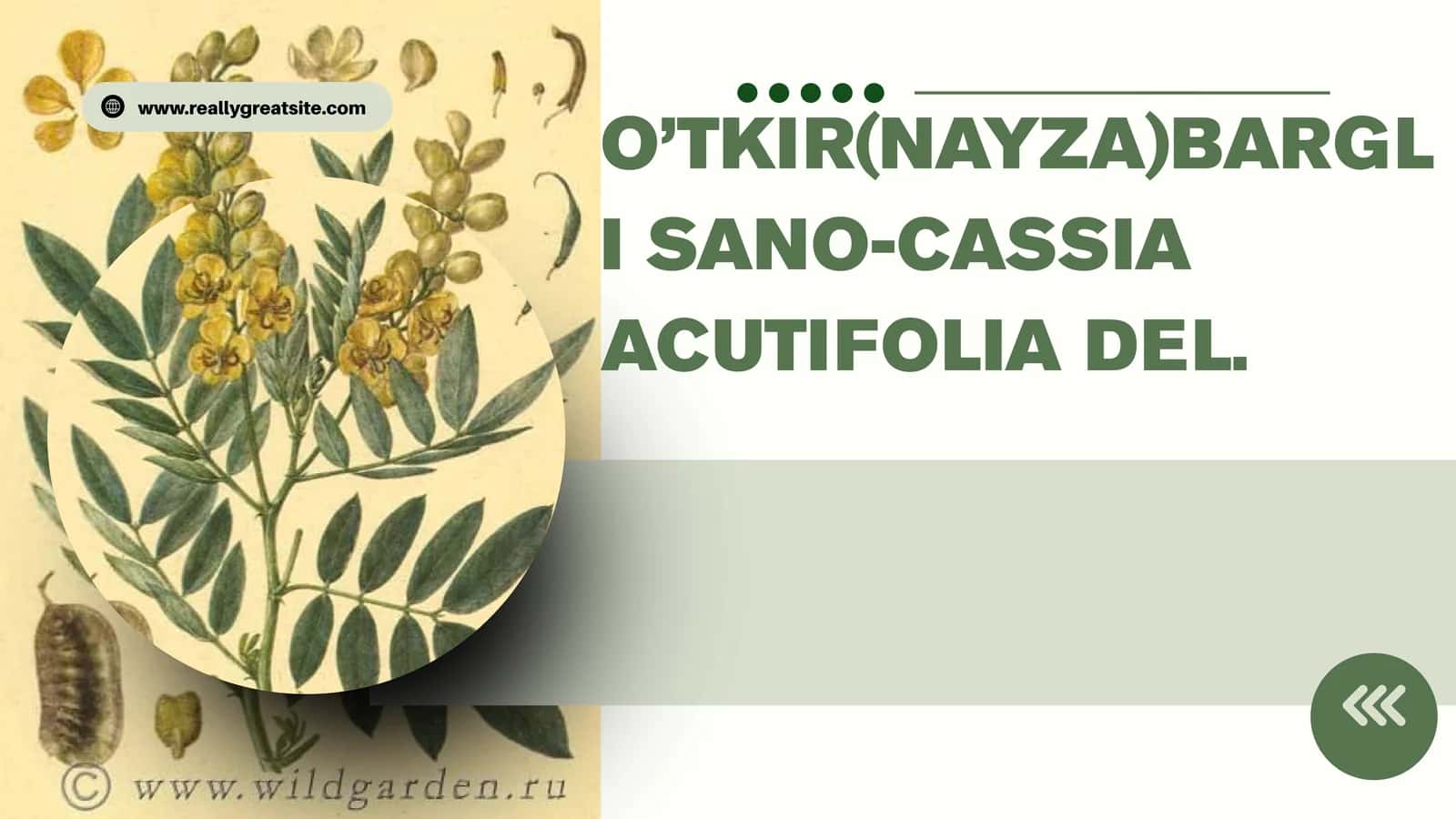 O’TKIR(NAYZA)BARGLI SANO-CASSIA ACUTIFOLIA DEL 1