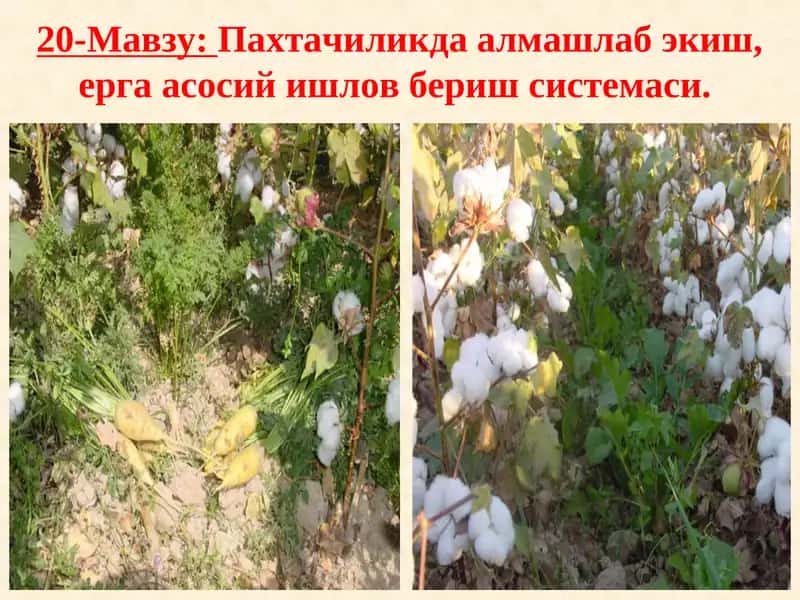 Пахтачиликда алмашлаб экиш, ерга асосий ишлов бериш системаси 1