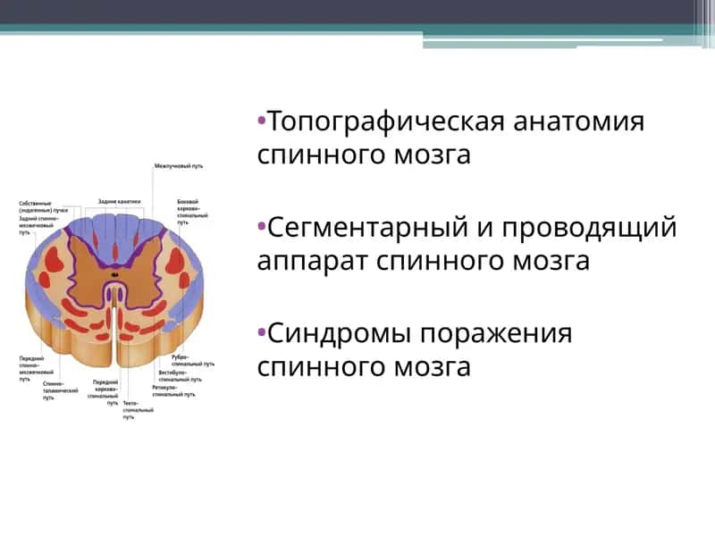 Топографическая анатомия спинного мозга 1