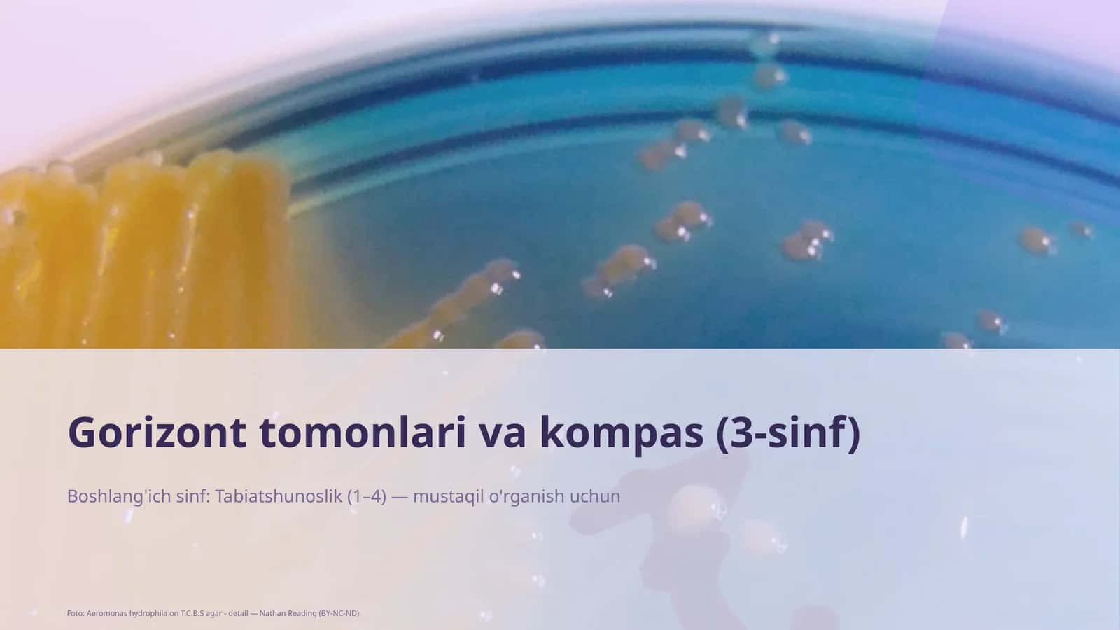 Gorizont tomonlari va kompas (3-sinf) 1