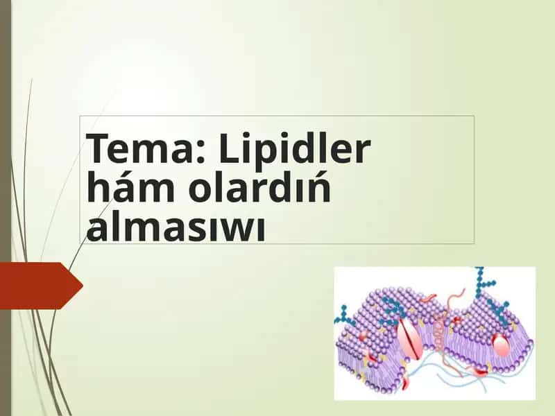 Lipidlerhámolardıńalmasıwı 1