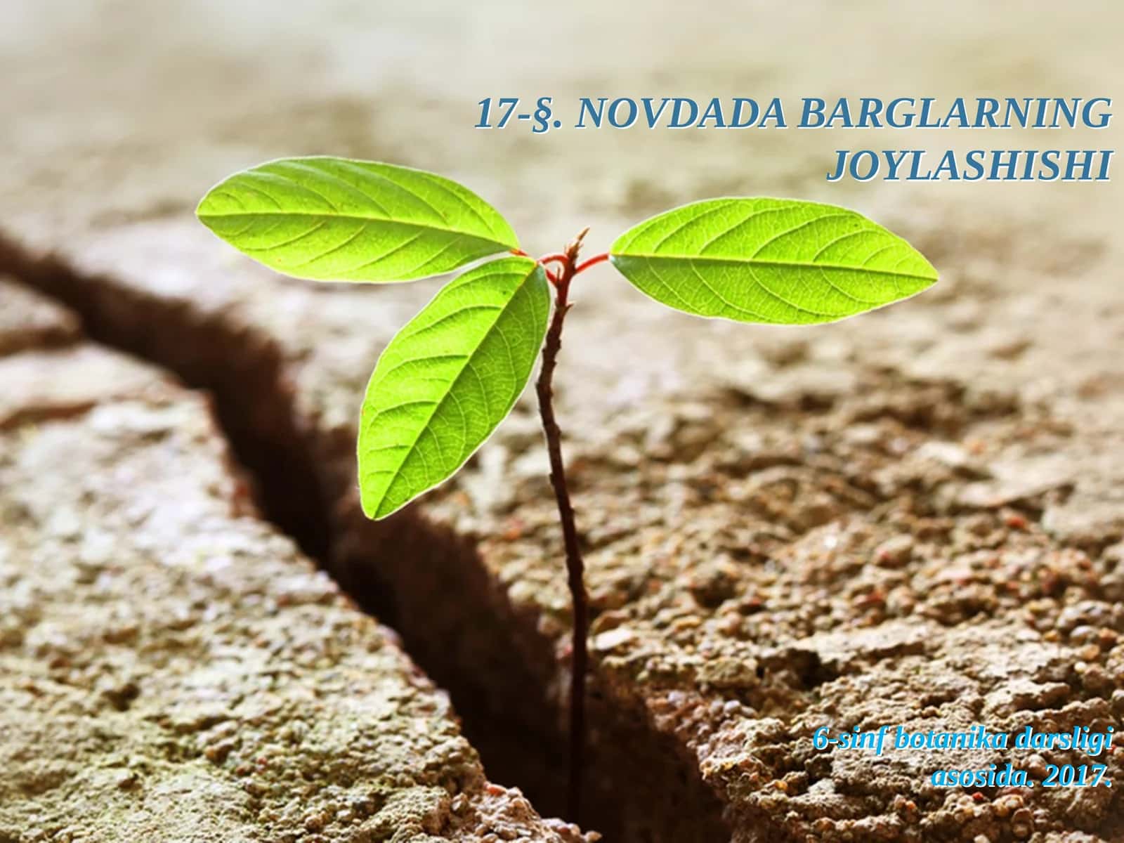 6-sinf Botanika Novdada barglarning joylashishi 1