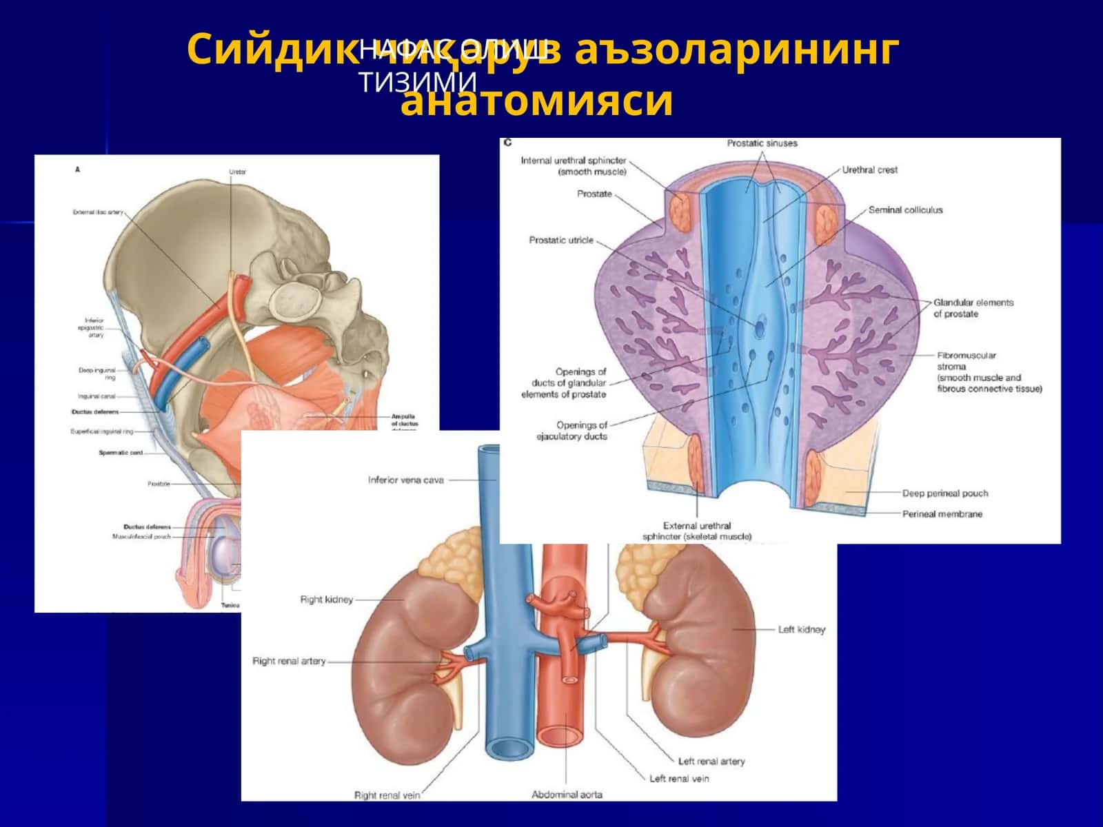 Сийдик чиқарув аъзоларининг анатомияси 1