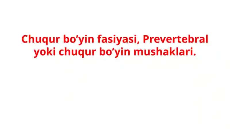 Chuqur bo’yin fasiyasi, Prevertebral yoki chuqur bo’yin mushaklari.