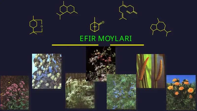EFIR MOYLARI 1