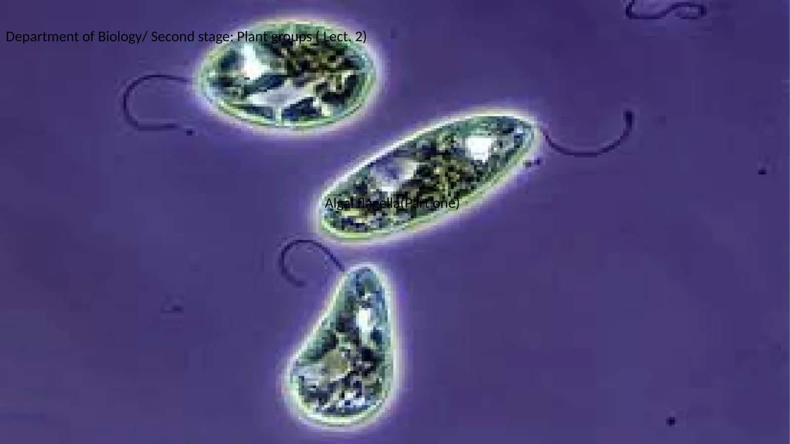 Algal flagella(Part one) 1