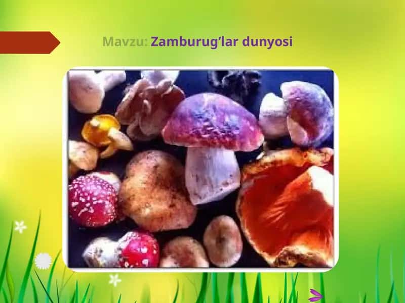 Zamburug’lar dunyosi 1