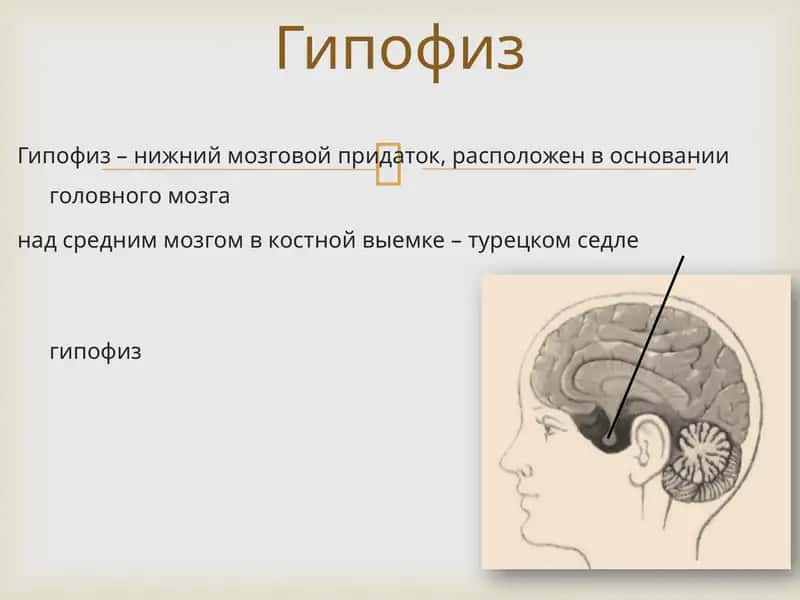 Гипофиз 1