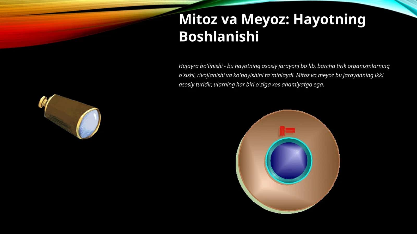 Mitoz va Meyoz: Hayotning Boshlanishi 1
