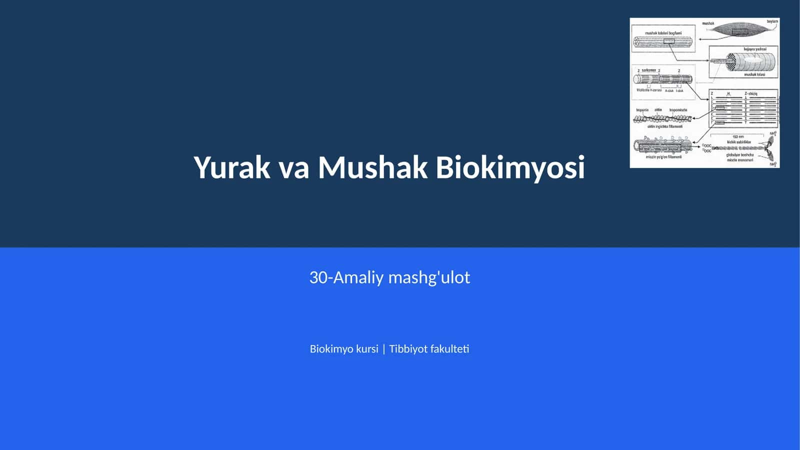 Yurak va Mushak Biokimyosi 1