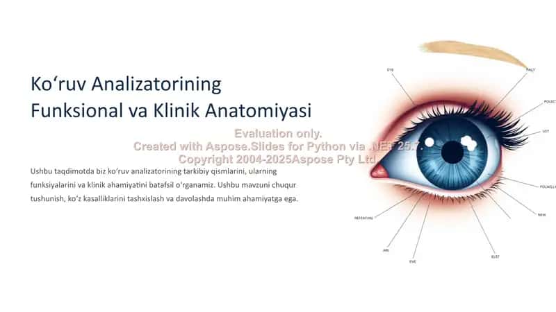 Koʻruv Analizatorining Funksional va Klinik Anatomiyasi 1