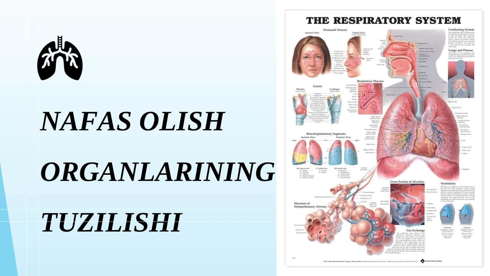 NAFAS OLISH ORGANLARINING TUZILISHI 1