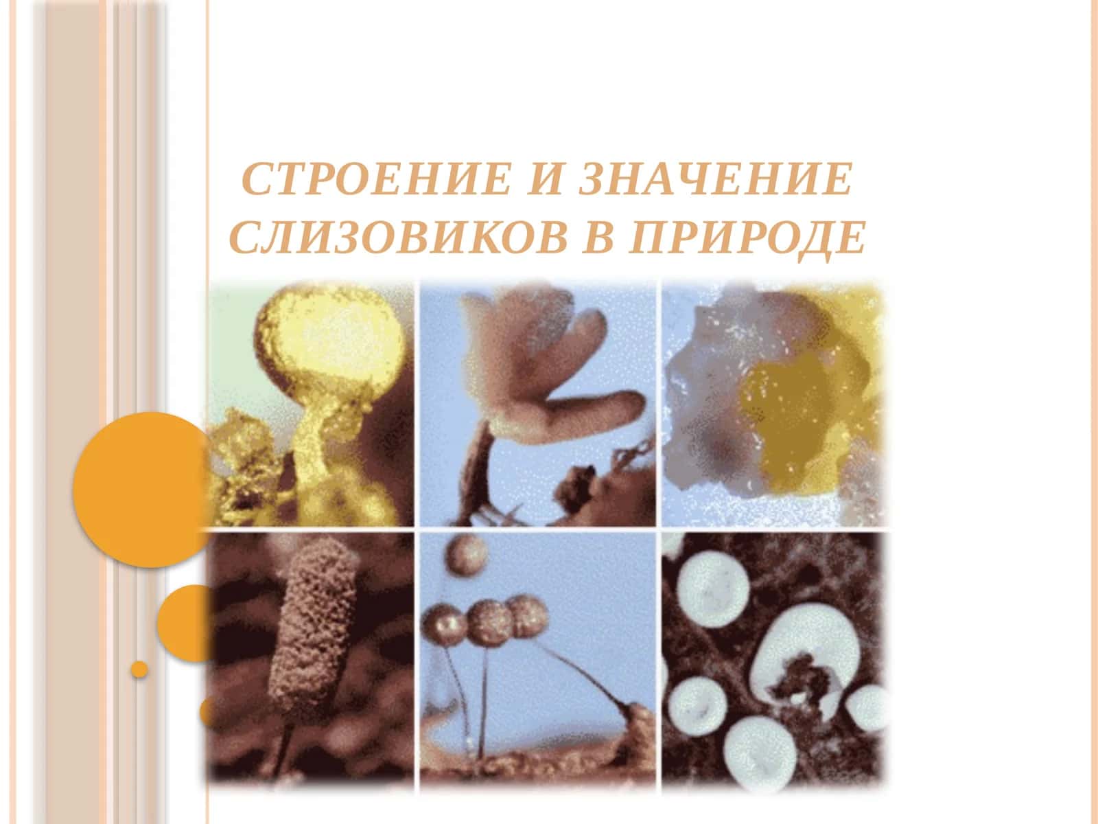 СТРОЕНИЕ И ЗНАЧЕНИЕ СЛИЗОВИКОВ В ПРИРОДЕ 1