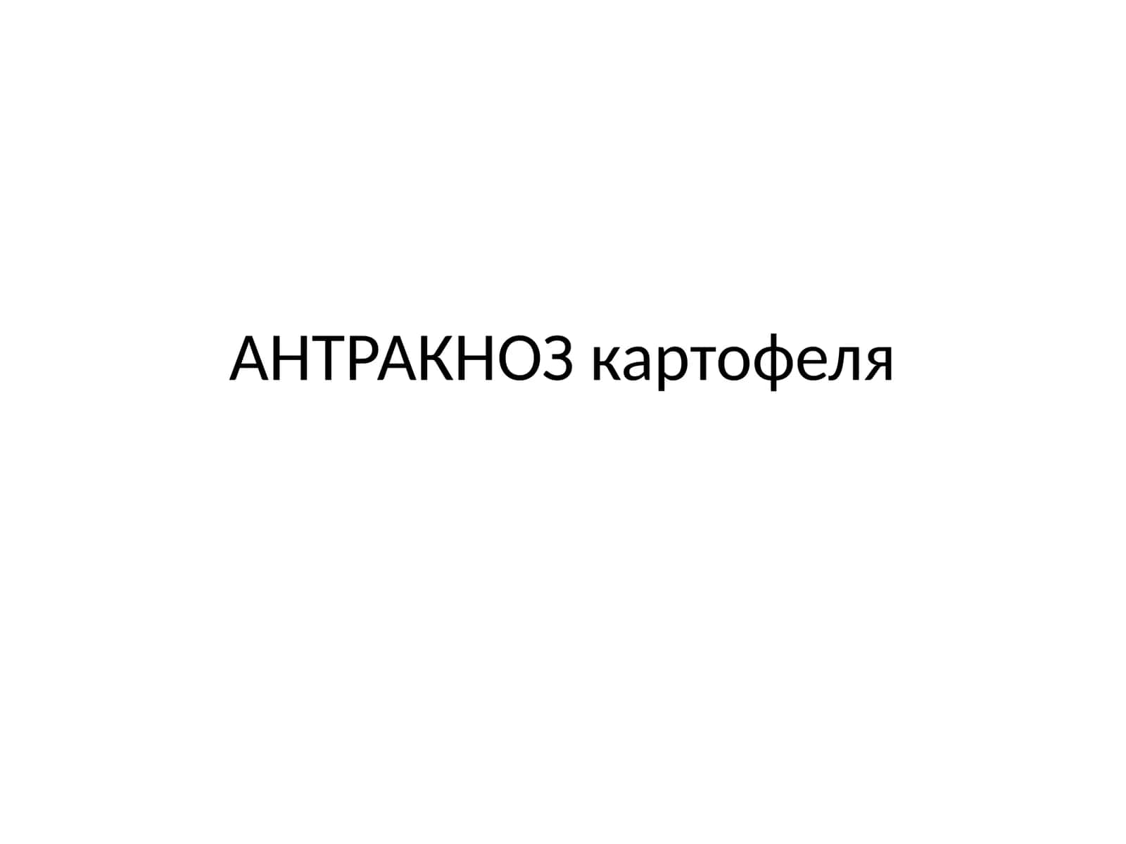 ANTRAKNOZ kartofelya 1