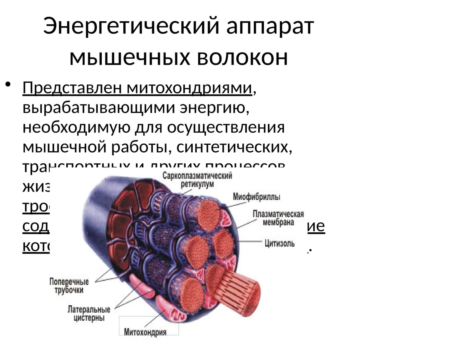 Энергетический аппарат мышечных волокон 1