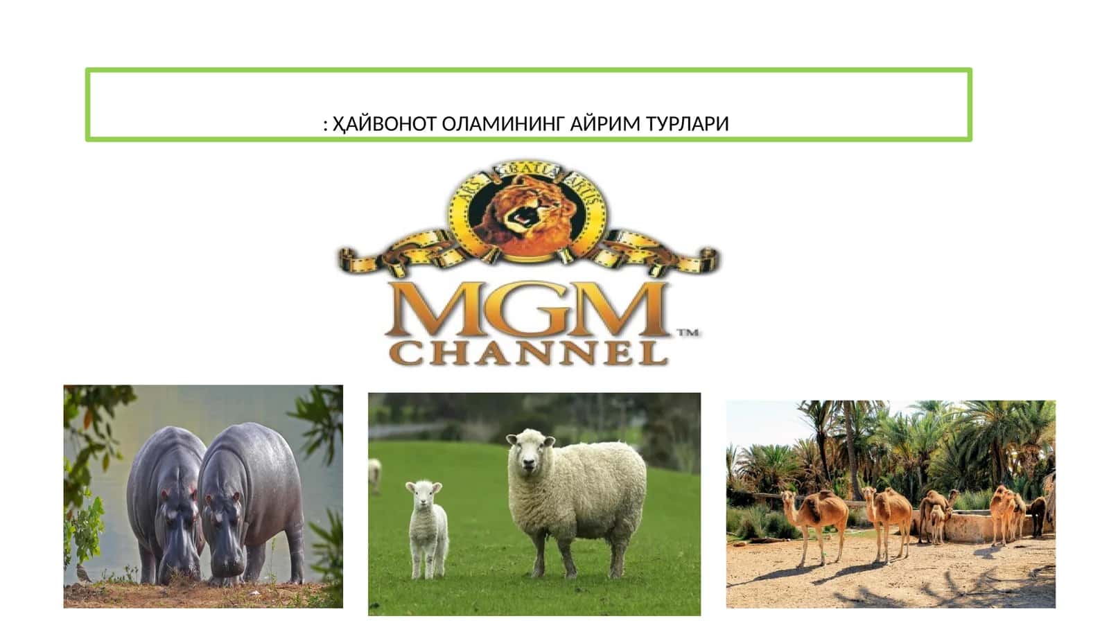 ҲАЙВОНОТ ОЛАМИНИНГ АЙРИМ ТУРЛАРИ 1