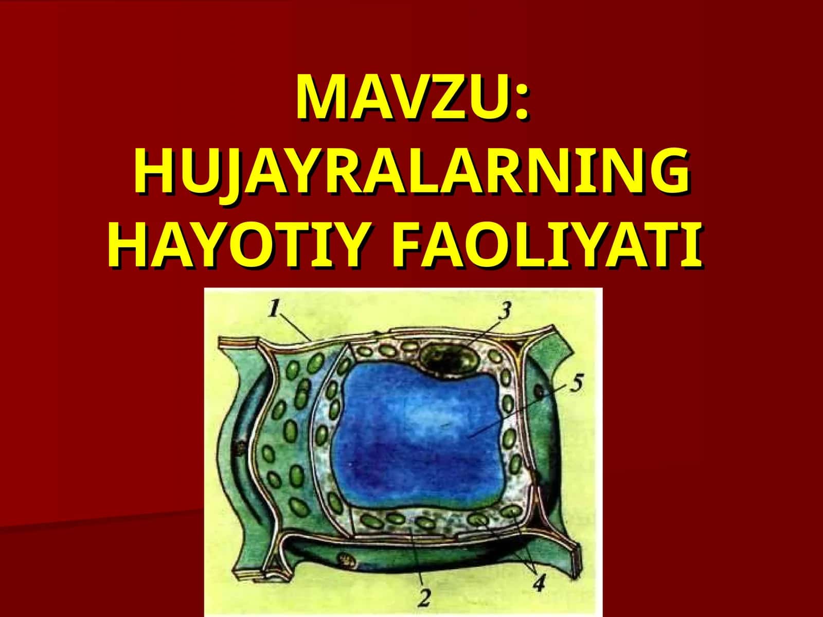 HUJAYRALARNING HAYOTIY FAOLIYATI 1