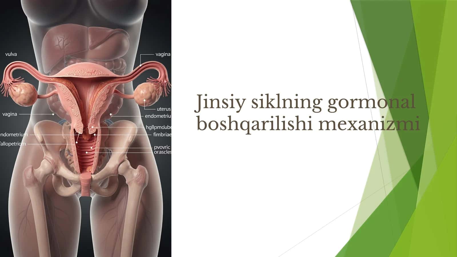 Jinsiy siklning gormonal boshqarilishi mexanizmi 1