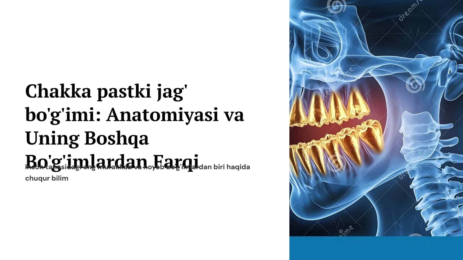 Chakka pastki jag‘ bo‘g‘imi boylamlari.ChPJB ning boshqa bo‘g‘imlardan farqi. 1