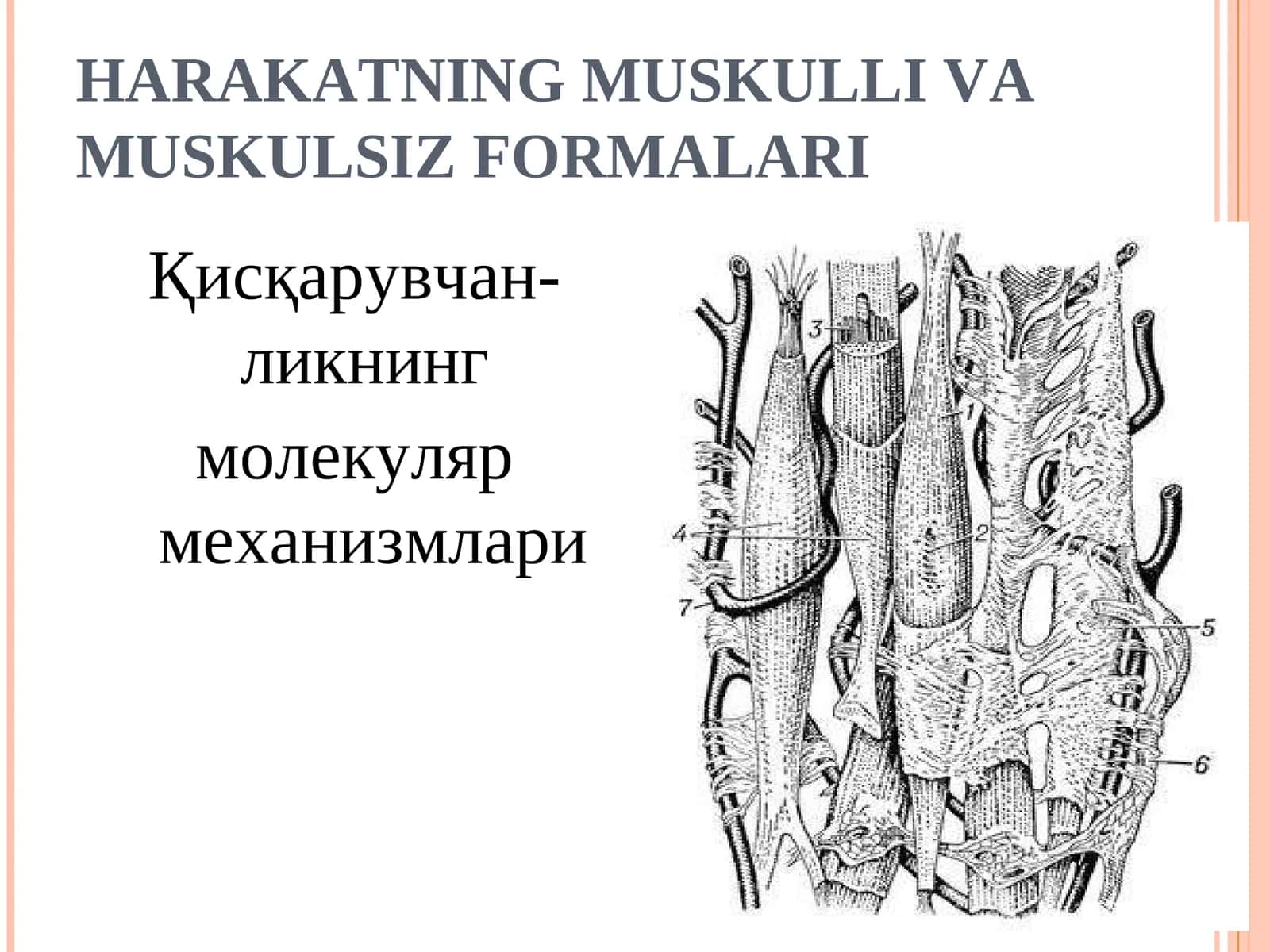 Харакатнинг мускулли ва мускулсиз формалари 1