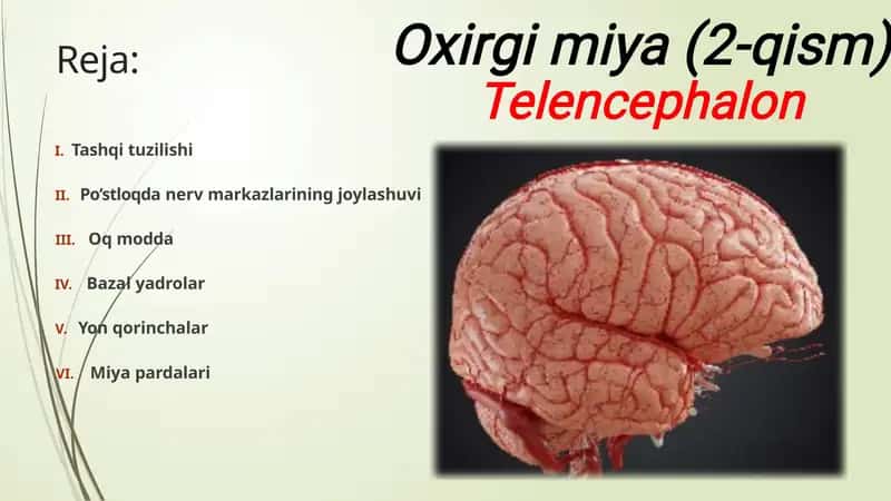 Bosh miya Yarimsharlar po'stlog'i ( telencephalon) Anatomiyasi 1