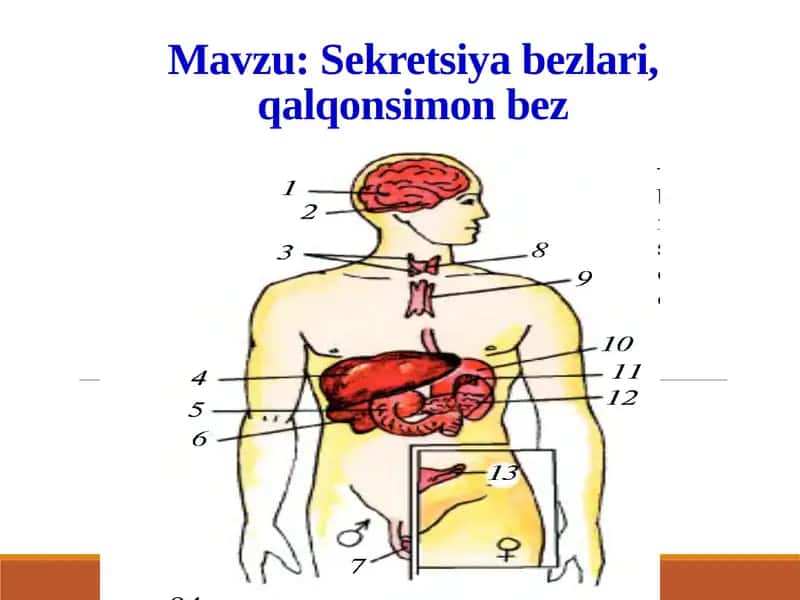 Sekretsiyabezlari, qalqonsimon bez 1