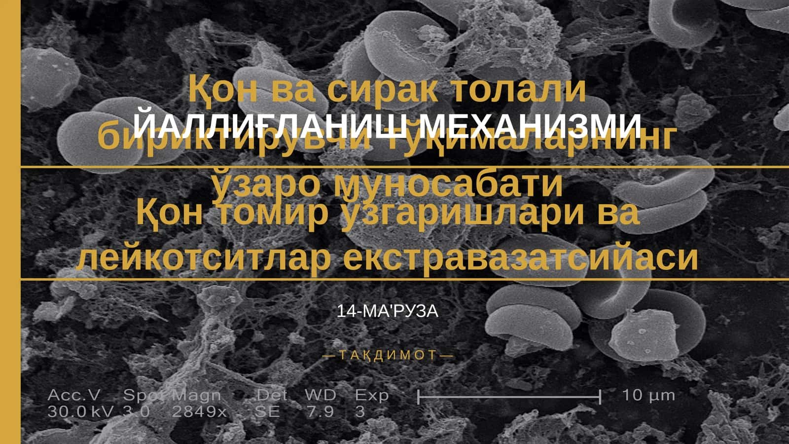 Қон ва сирак толали бириктирувчи тўқималарнинг ўзаро муносабати 1