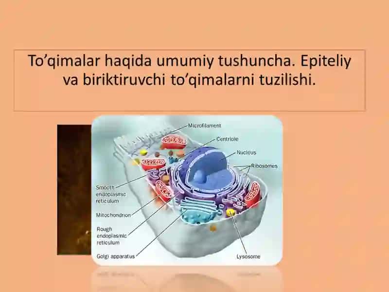 Hujayra Tuzilishi