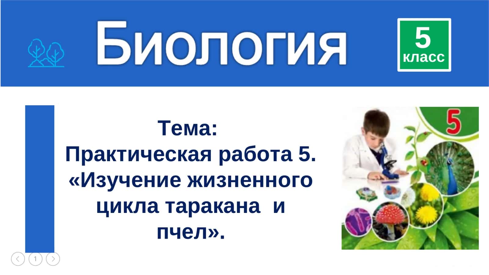 Жизненный цикл таракана 1