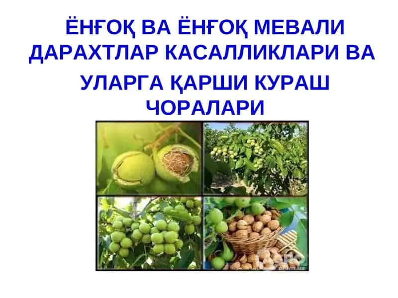 ЁНҒОҚ МЕВАЛИ ДАРАХТЛАР 1