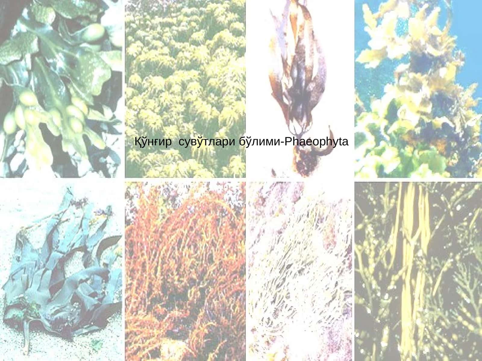 Қўнғир сувўтлари бўлими-Phaeophyta 1