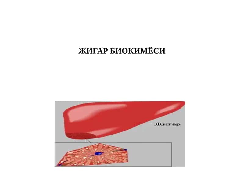 Жигар Биохимия 1