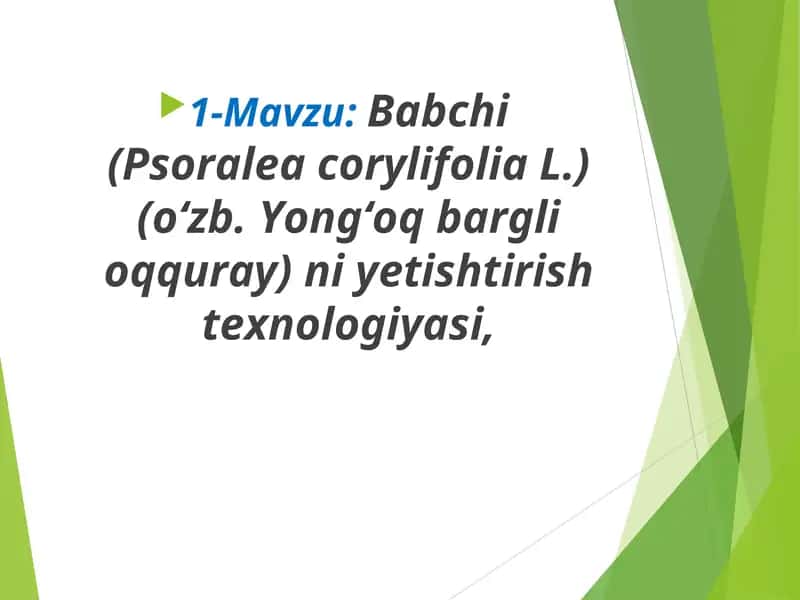 Babchi (Psoralea corylifolia L.) 1