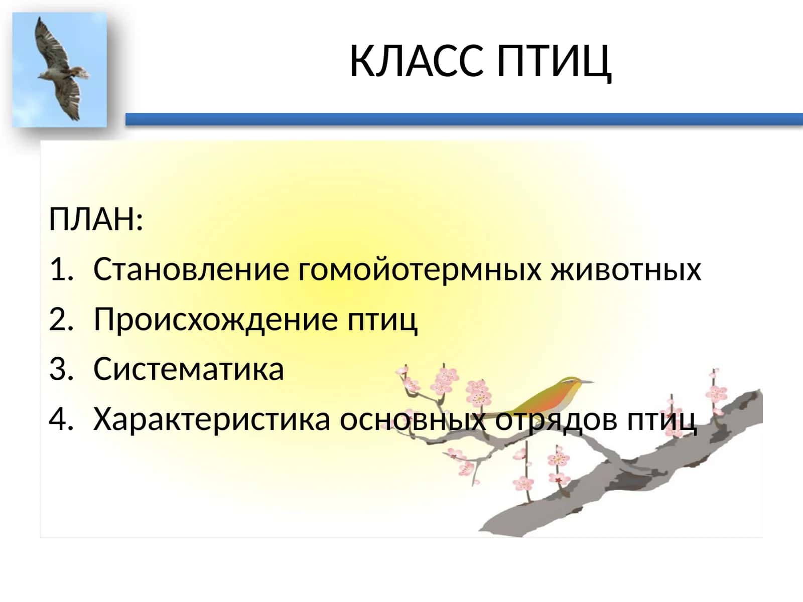 КЛАСС ПТИЦ 1