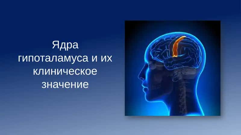 Ядра гипоталамуса и их клиническое значение 1