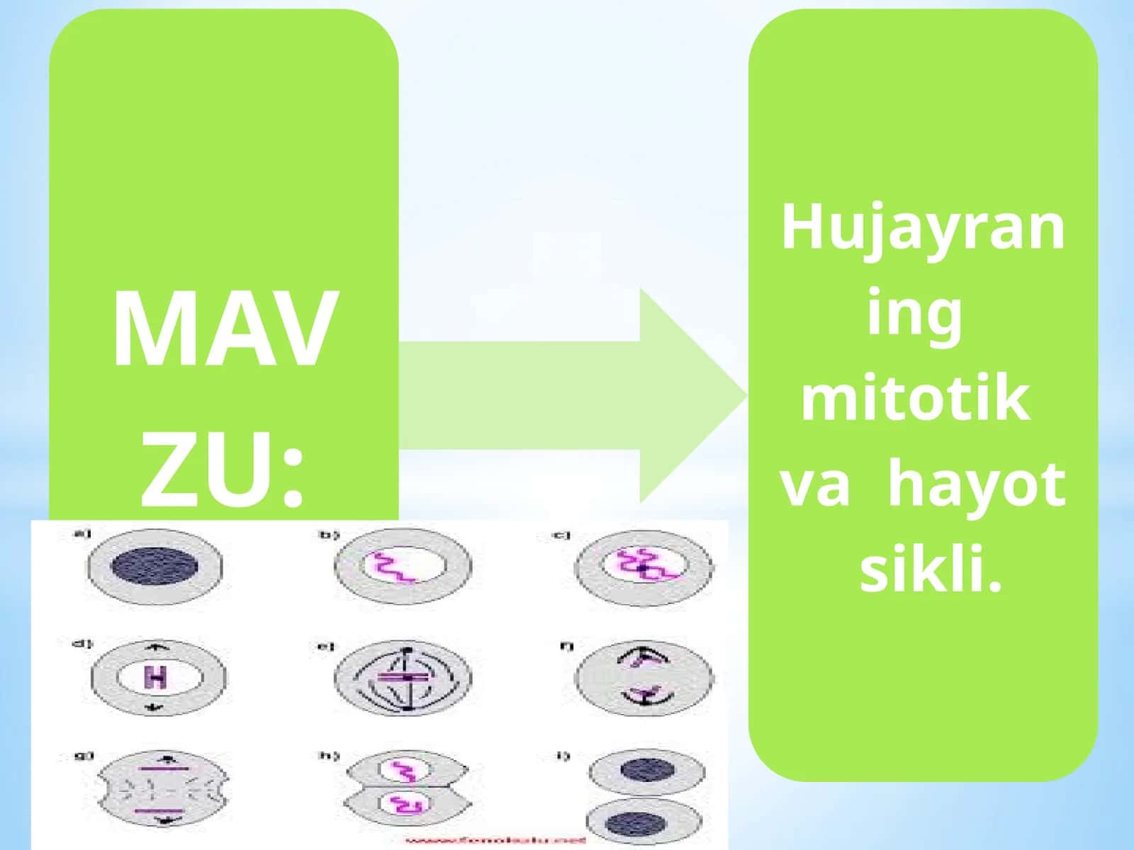 Hujayraning qayta tiklanishi 1