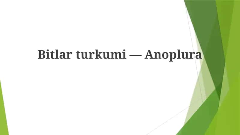 Bitlarturkumi—Anoplura 1