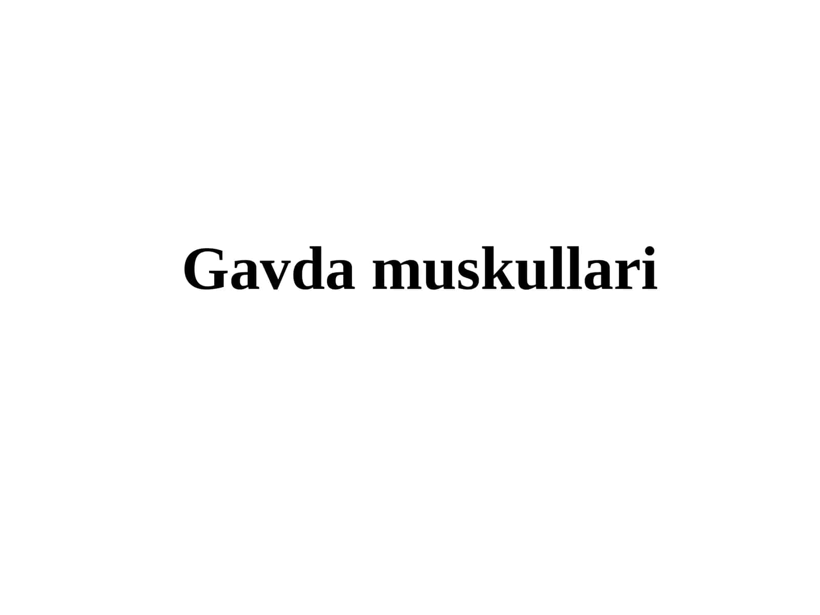 Gavda muskullari 1