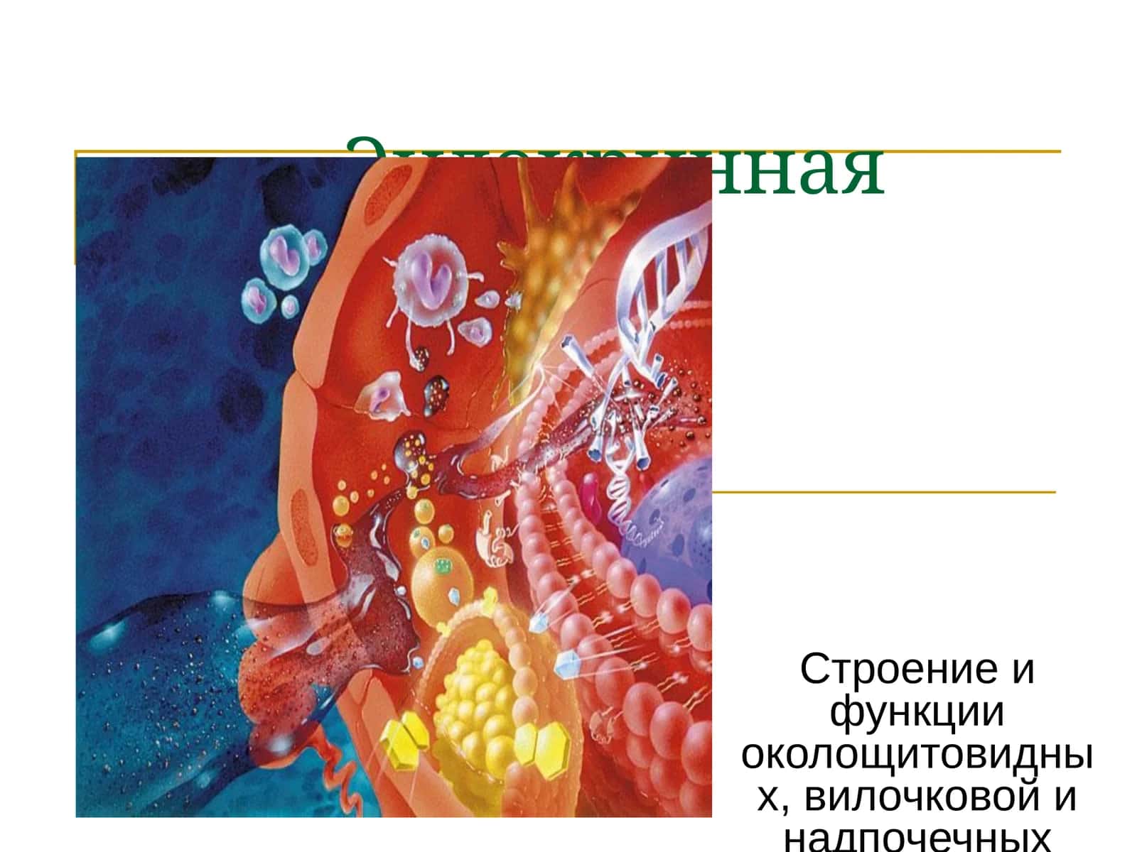 Эндокринная система 1