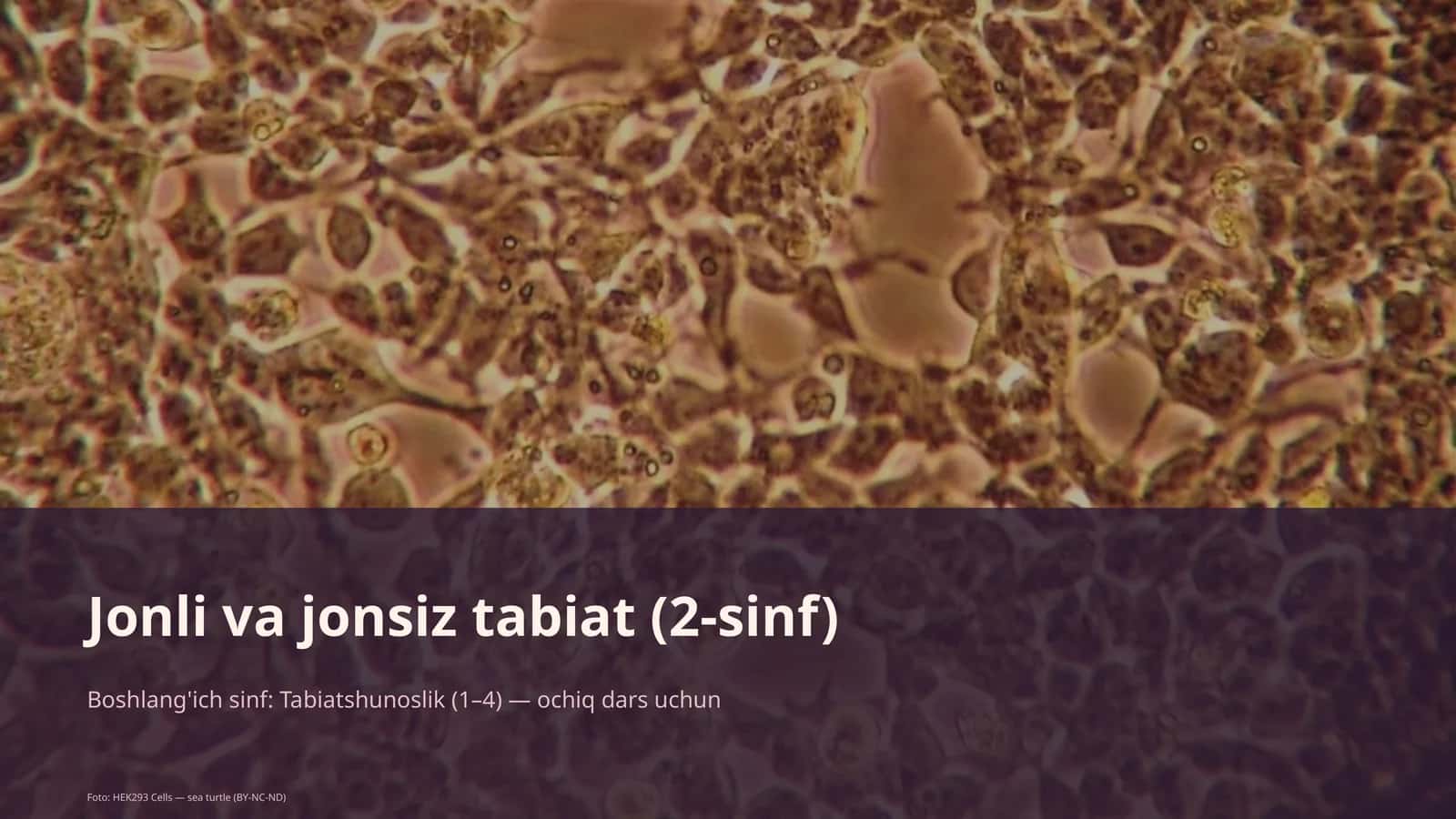 Jonli va jonsiz tabiat (2-sinf) 1