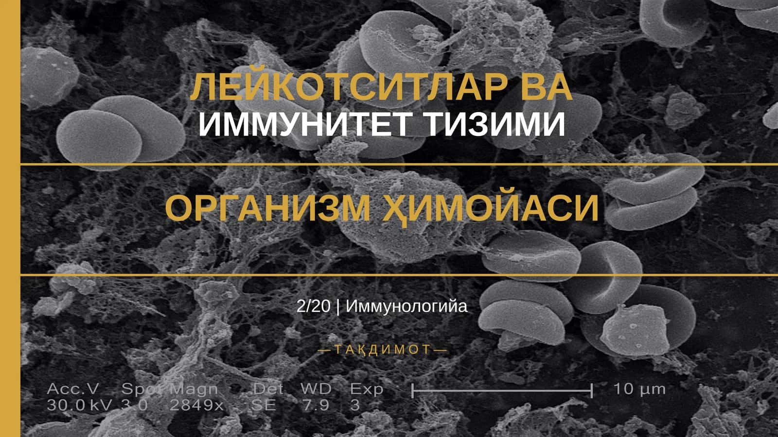 ЛЕЙКОТСИТЛАР ВА ИММУНИТЕТ ТИЗИМИ 1